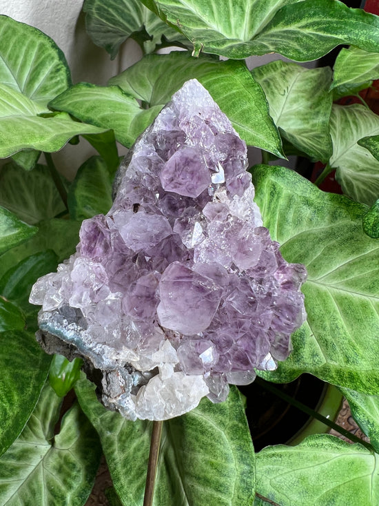 8/27 Amethyst Plant Crystal