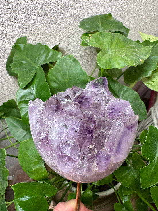 5/19 Large Amethyst Tulip