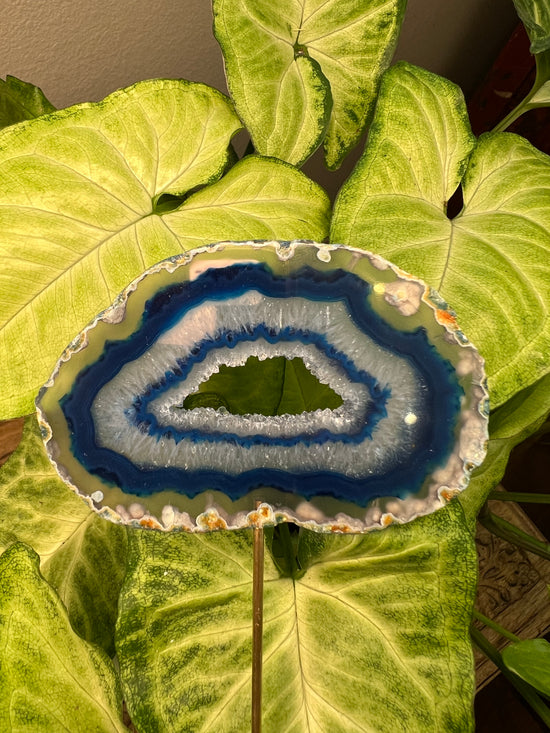 8/23 Blue Agate Plant Crystal