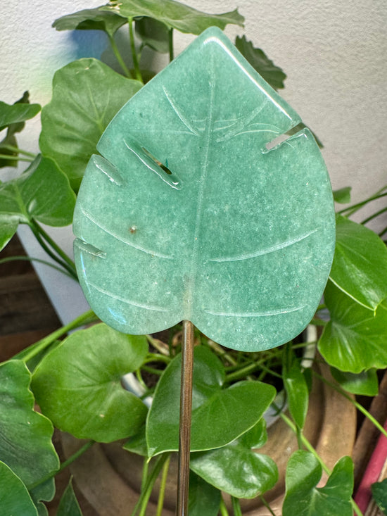 6/6 Monstera Leaf