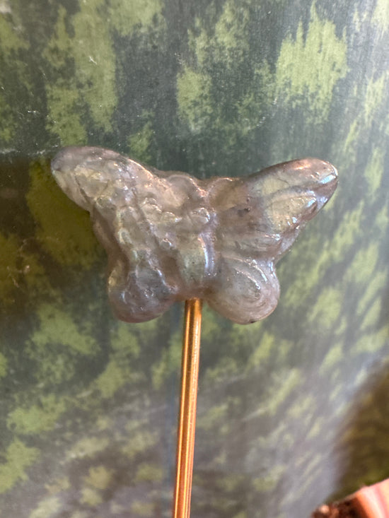 2/28 Mini Lab. Butterfly