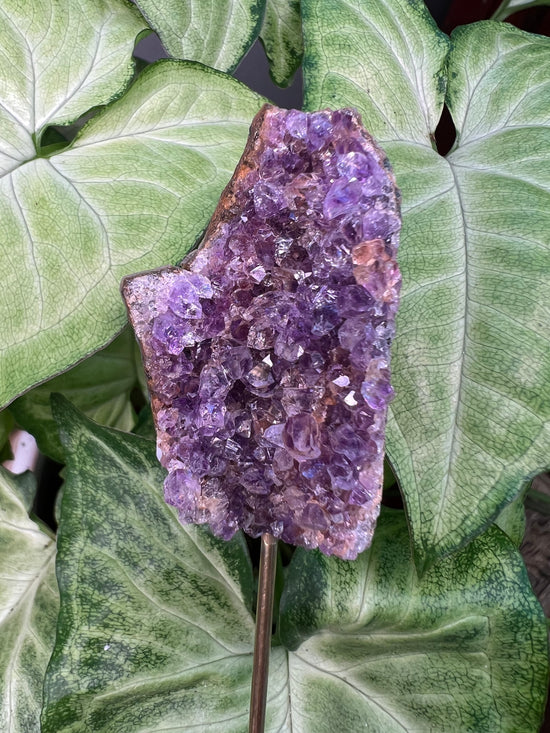 8/23 Amethyst Plant Crystal