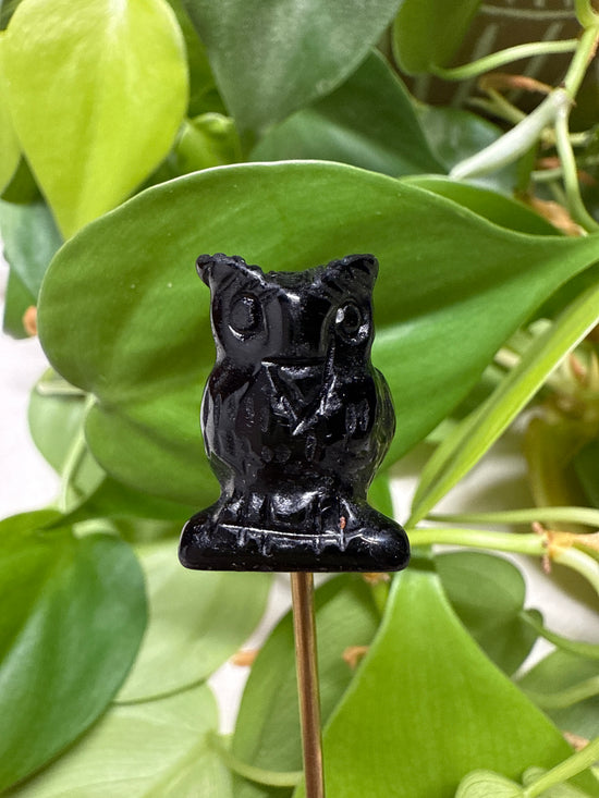 Noir Owl Mini
