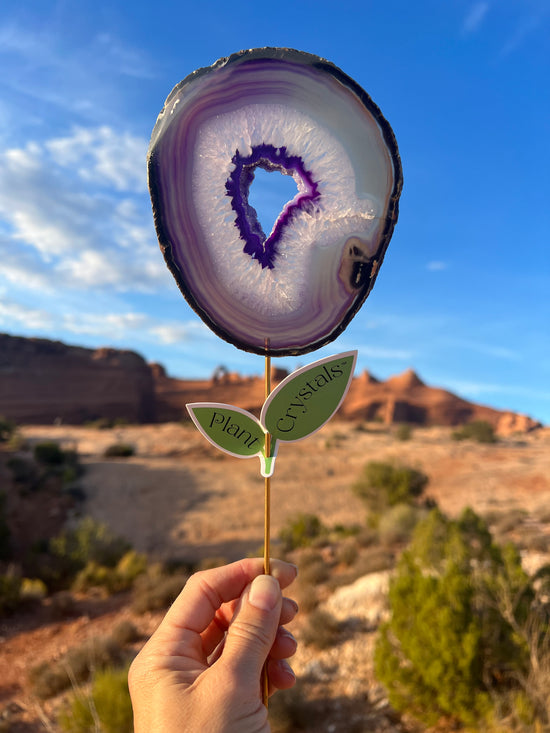 Charged by Arches National Park - Purple Agate Plant Crystal