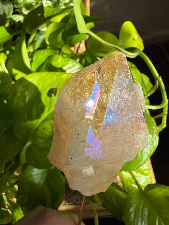 Glow Citrine Raw Point Plant Crystal