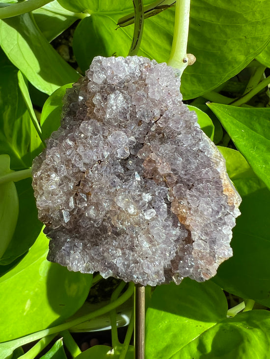 Majesty Amethyst Cluster Plant Crystal