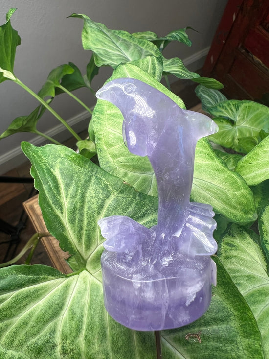 9/17 Fluorite Dolphin Plant Crystal