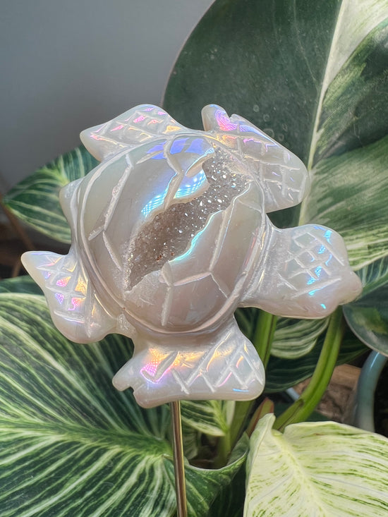 Jess Aura Turtle