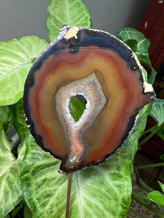 8/23 Agate Plant Crystal