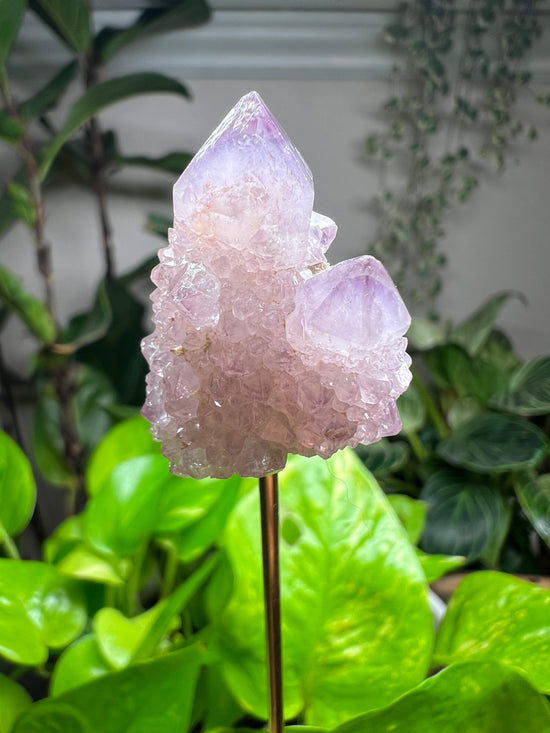 Spirit Quartz Amethyst Plant Crystal