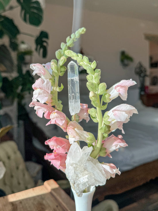 Mini Lemurian Quartz Plant Crystal