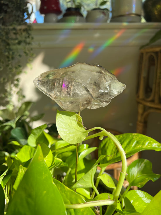 Smokey Quartz Natural Double Terminated Plant Crystal