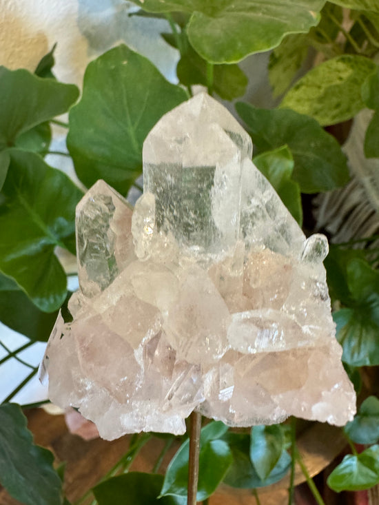 5/5 Pink Lemurian