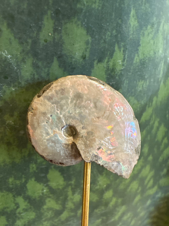 3/16 Ammonite