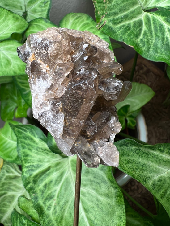 9/24 Smokey Cluster Plant Crystal