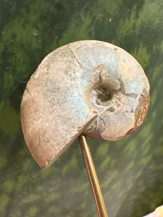 5/4 Aura Ammonite
