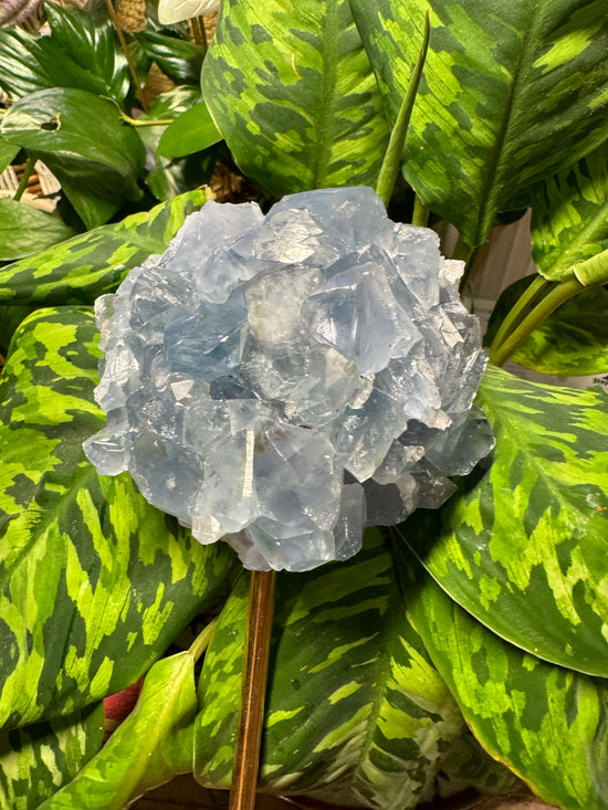 8/11 Celestite