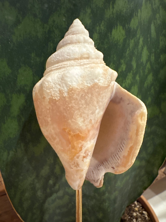 3/30 shell