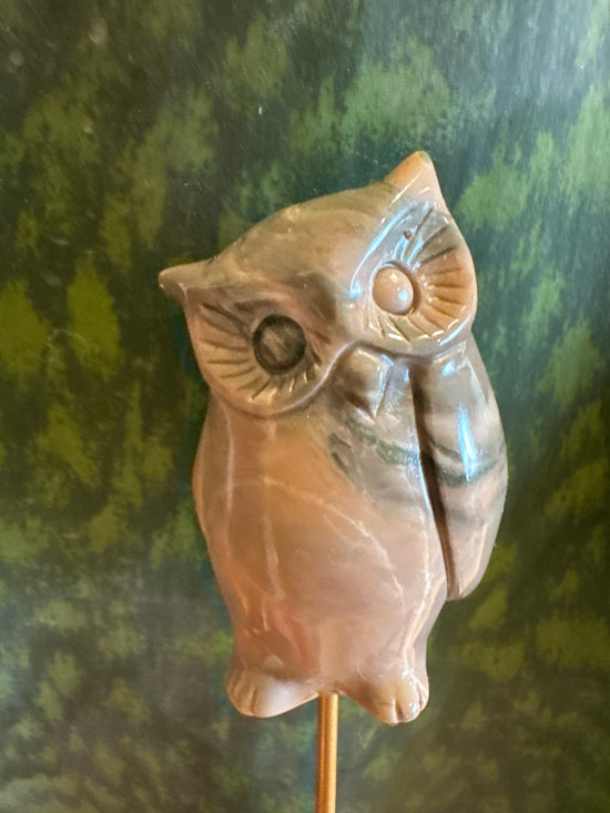 4/25 Jasper Owl
