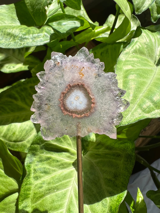 8/17 Flower Amethyst Plant Crystal