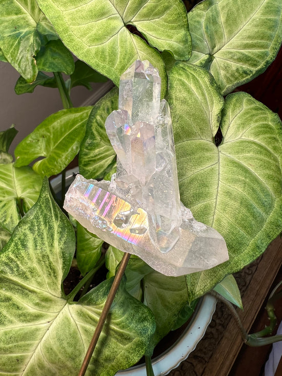 9/17 Angel Aura Plant Crystal