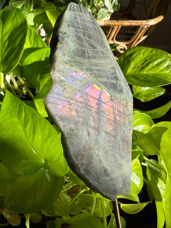 Venus Labradorite Plant Crystal