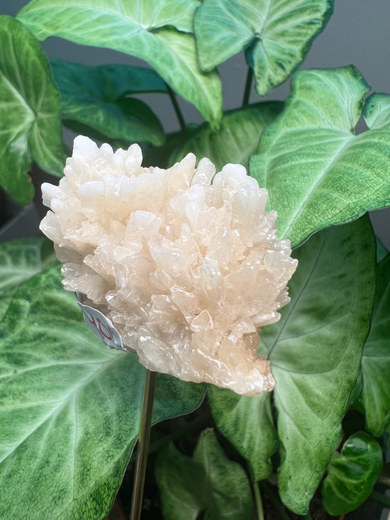 9/3 Vegan Coral Plant Crystal