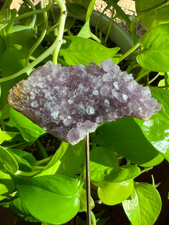 Karma Amethyst Plant Crystal