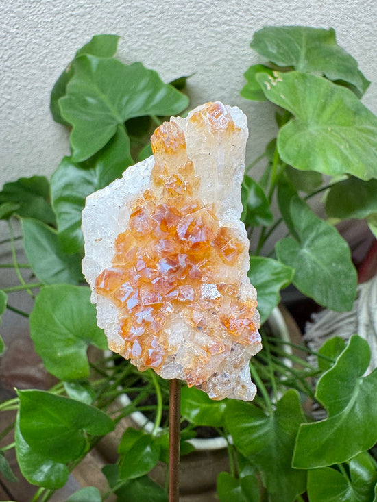 5/19 Citrine cluster