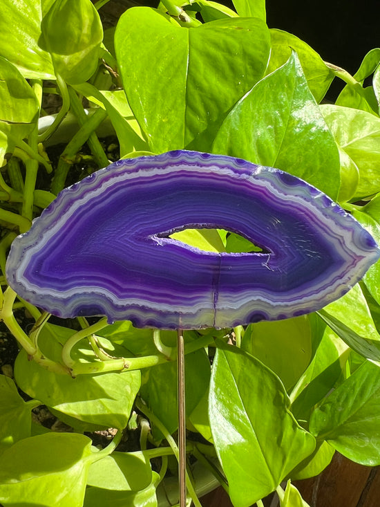 Breakthrough Purple Agate Plant Crystal