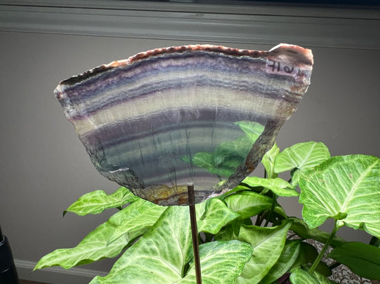 Fluorite Plant Crystal