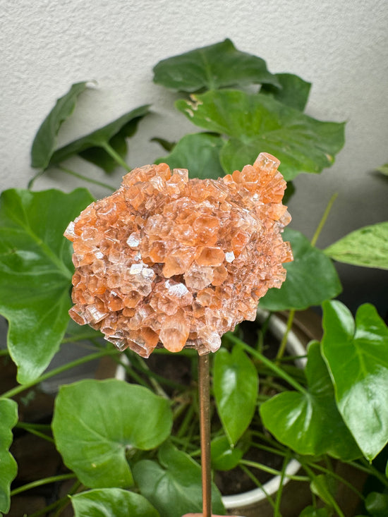 4/4 aragonite