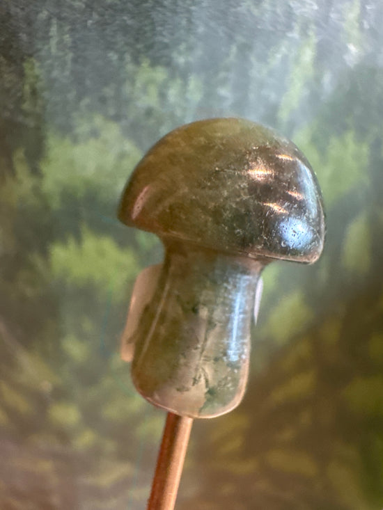 4/25 Mini Mushy