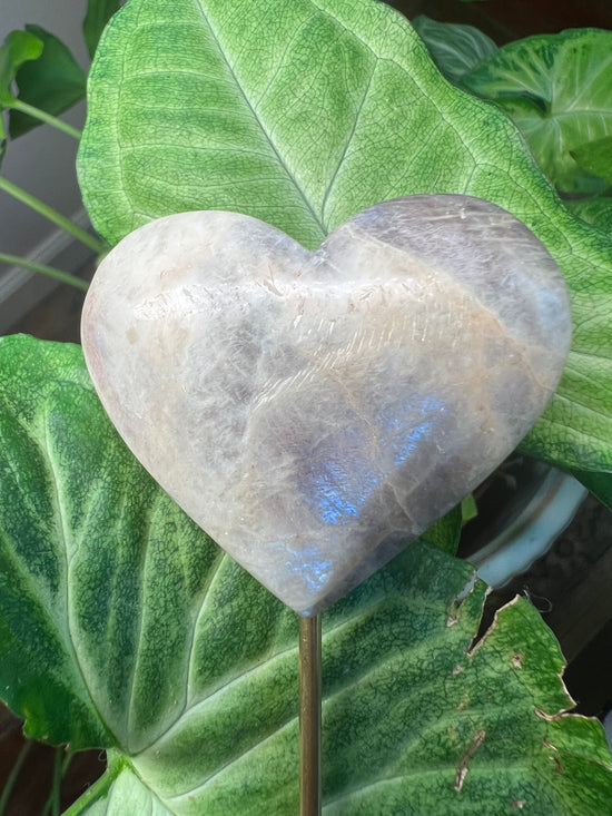 9/17 Moonstone Heart Plant Crystal