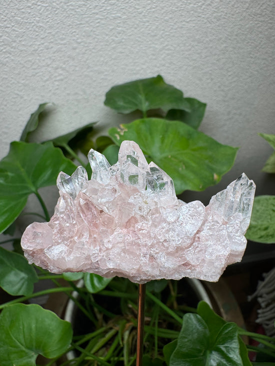 4/18 Pink Lemurian