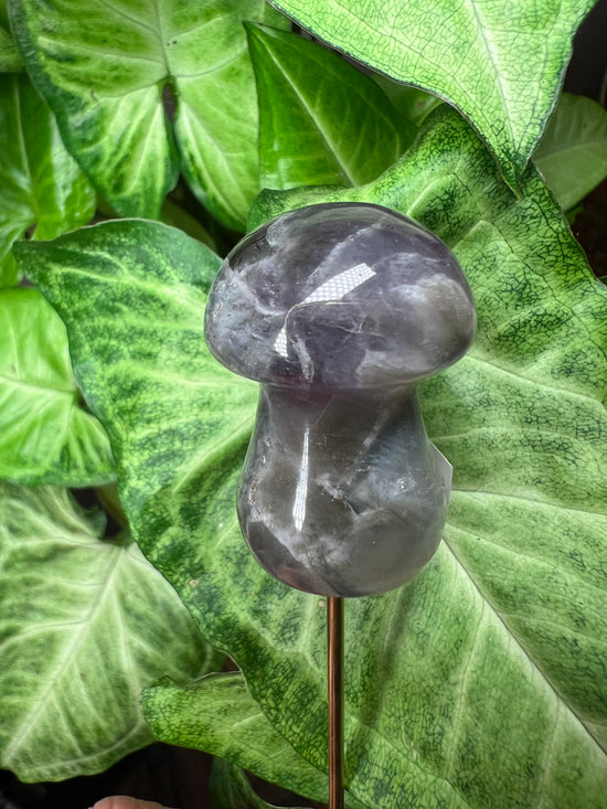 9/24 Amethyst Mushroom