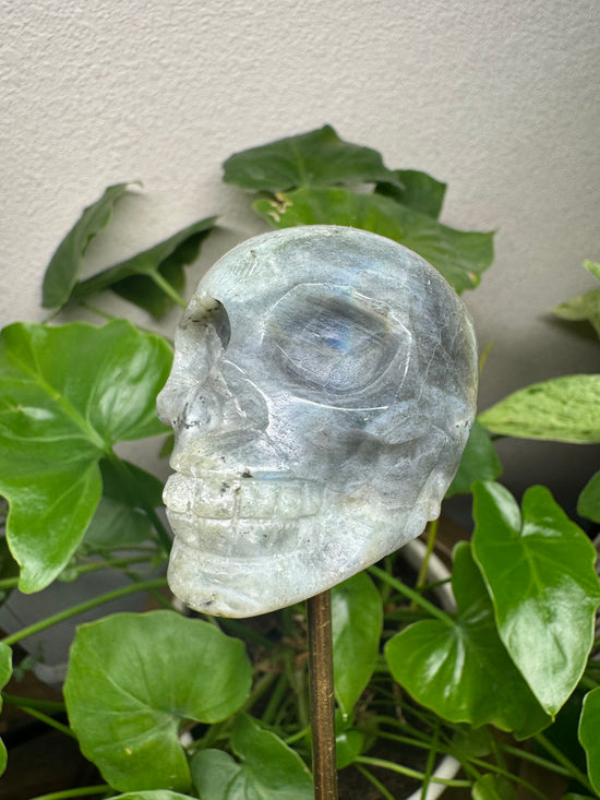 4/4 Labradorite Skull