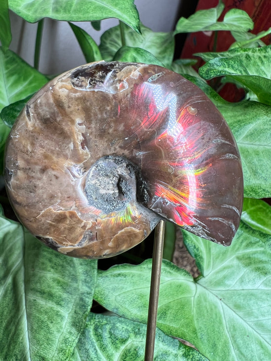 8/27 Aura Ammonite Plant Crystal