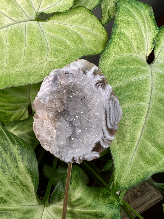 8/23 Agate Geode Plant Crystal