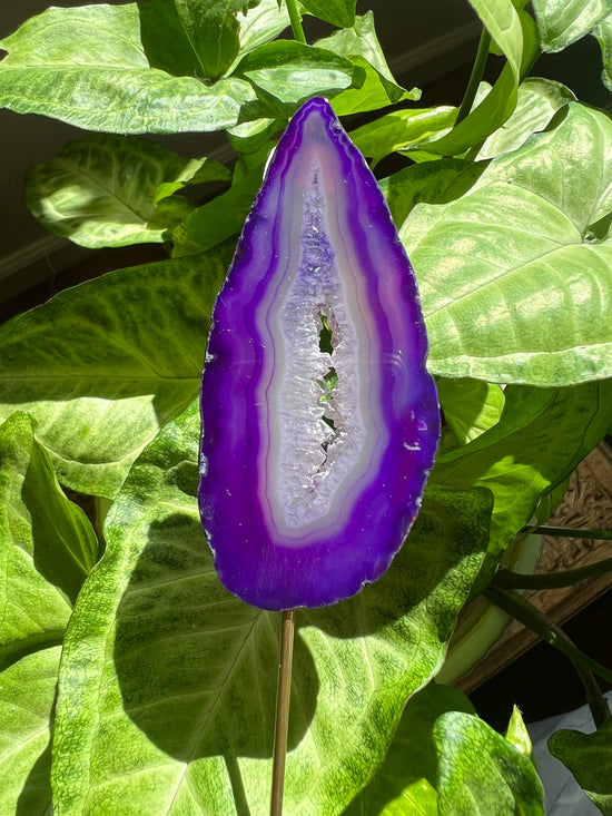 8/17 Purple Flame Agate Plant Crystal