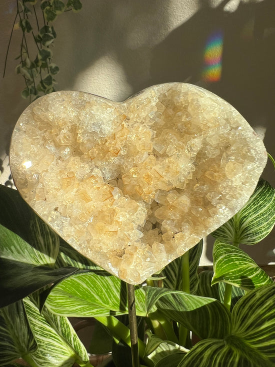 Divine XL Heart Citrine Plant Crystal