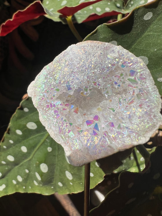 8/17 Angel Aura Geode Plant Crystal