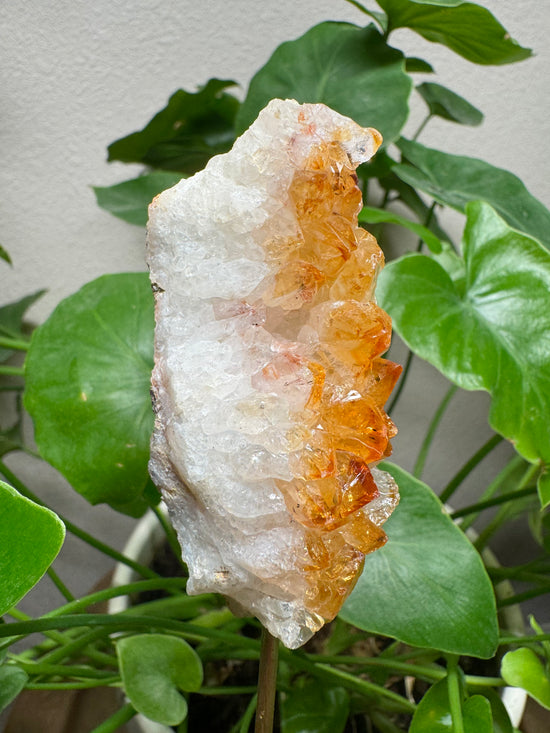 3/14 Citrine Cluster