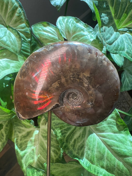 9/3 Aura Ammonite Plant Crystal