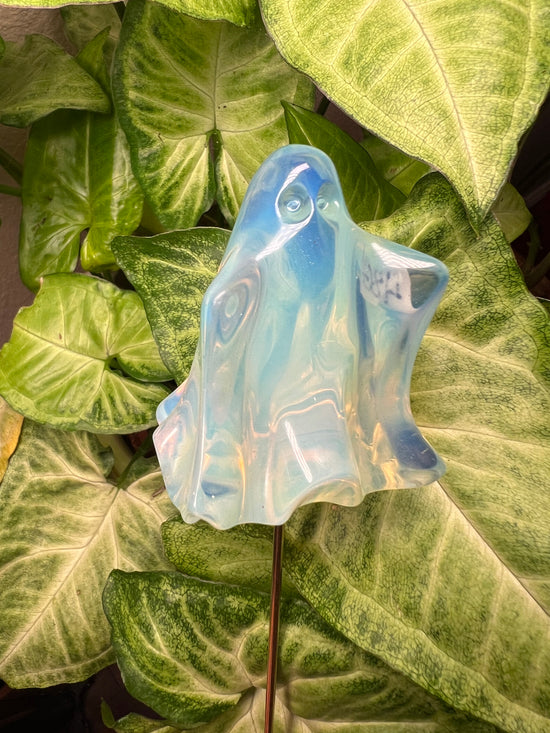 9/24 Aura Ghost Plant Crystal