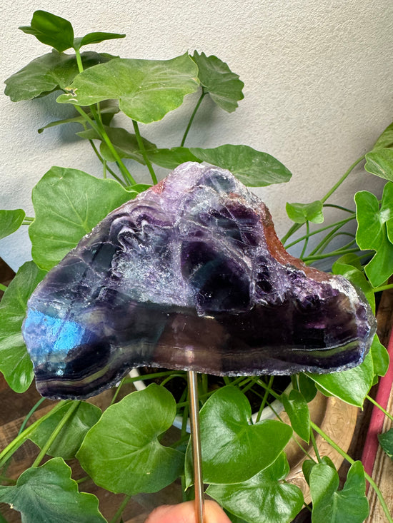 6/6 Large Fluorite Slab