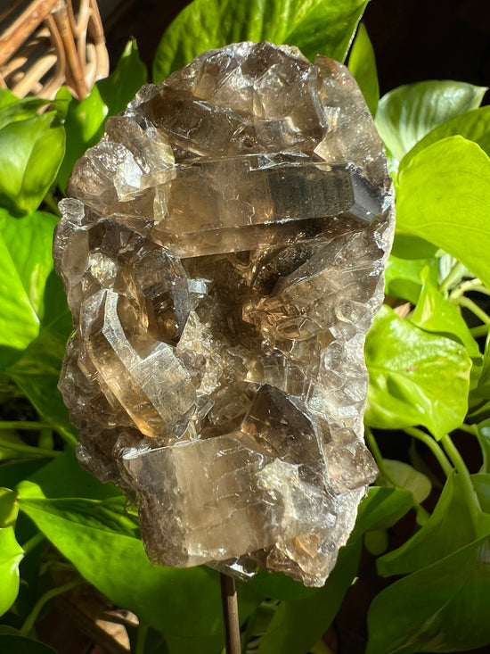 Double the Pleasure Smokey Quartz Plant Crystal