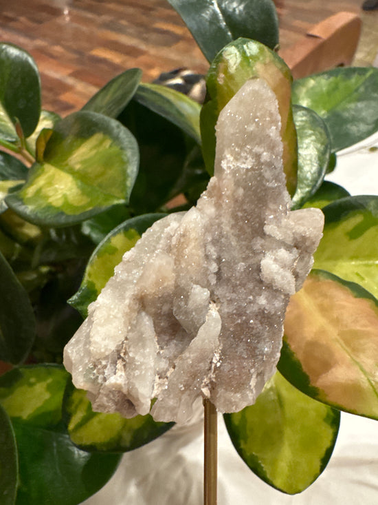 4/13 Witches Finger