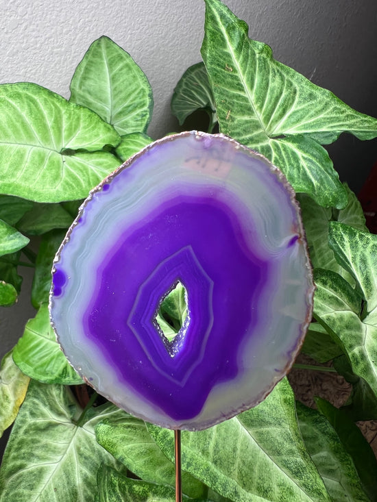 9/24 Purple Agate Plant Crystal