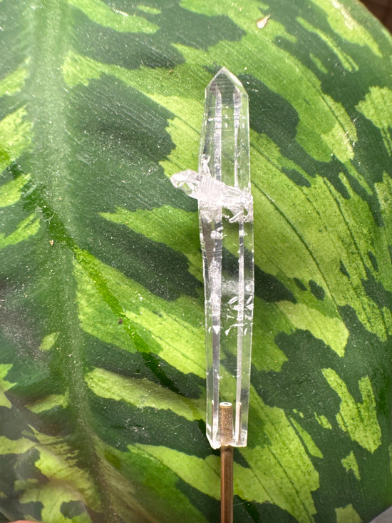 Mini Lemurian